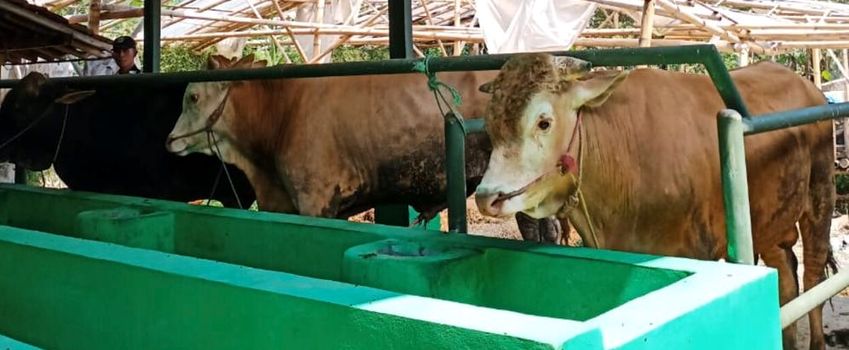 Mengintip Pengelolaan Koperasi Brahman Sejahtera Moment Update Trobos