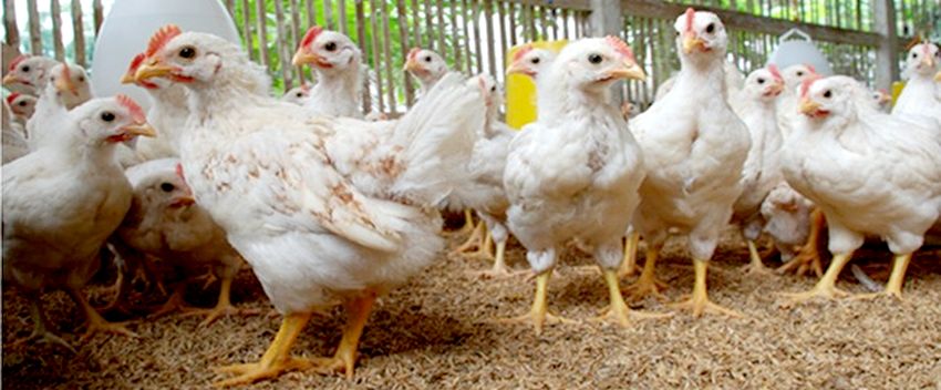 Produksi DOC Broiler Dipotong 7 Juta Ekor Perpekan