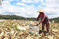 (Masih) Ruwetnya Urusan Jagung