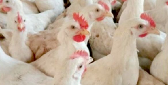 Produksi DOC Broiler Dipotong 7 Juta Ekor Perpekan