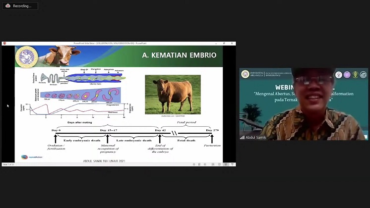 Memahami Penyebab Kematian Fetus pada Sapi