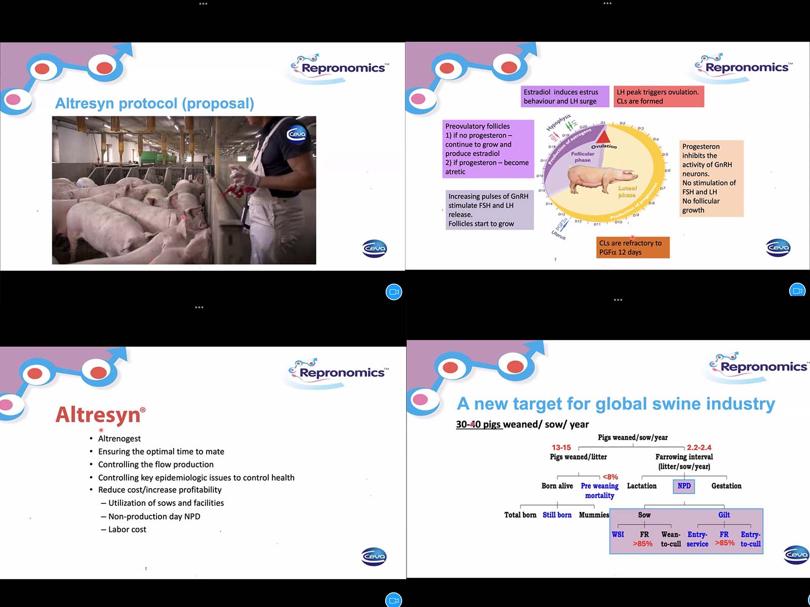 Ceva Introduksi Altresyn dalam Sinkronisasi Estrus Babi