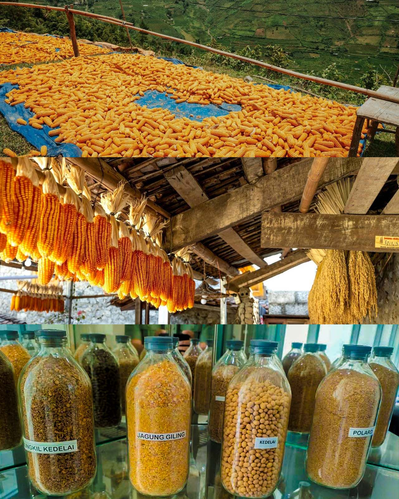 Kolaborasi GPMT & Kementan Cegah Kenaikan Harga Jagung