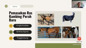 BRIN Dorong Aplikasi Bioteknologi dalam Pemuliaan Ternak