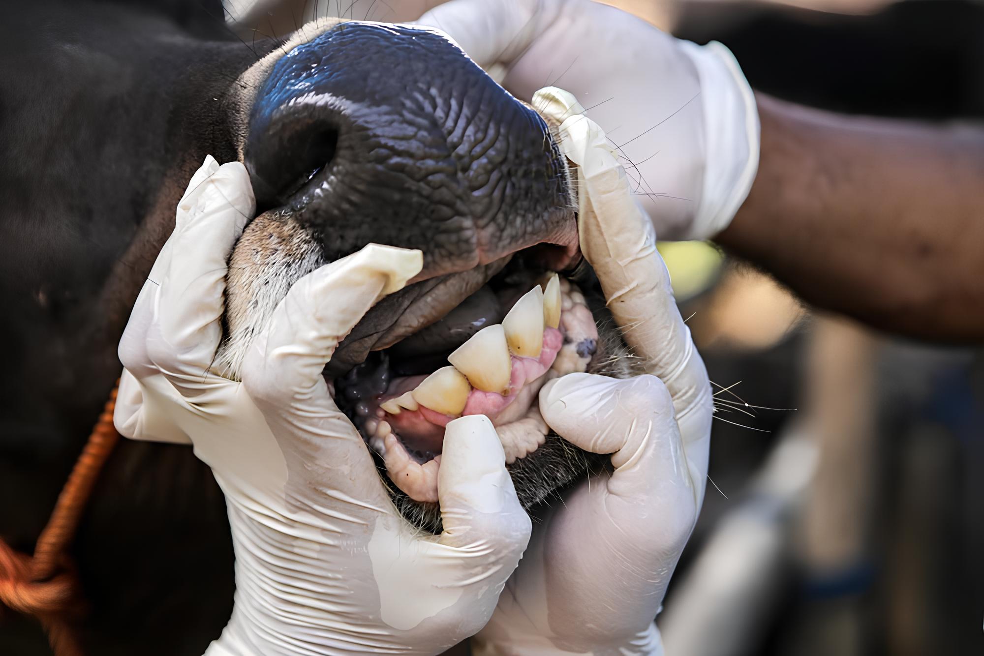 Penguatan Biosekuriti pada Feedlot