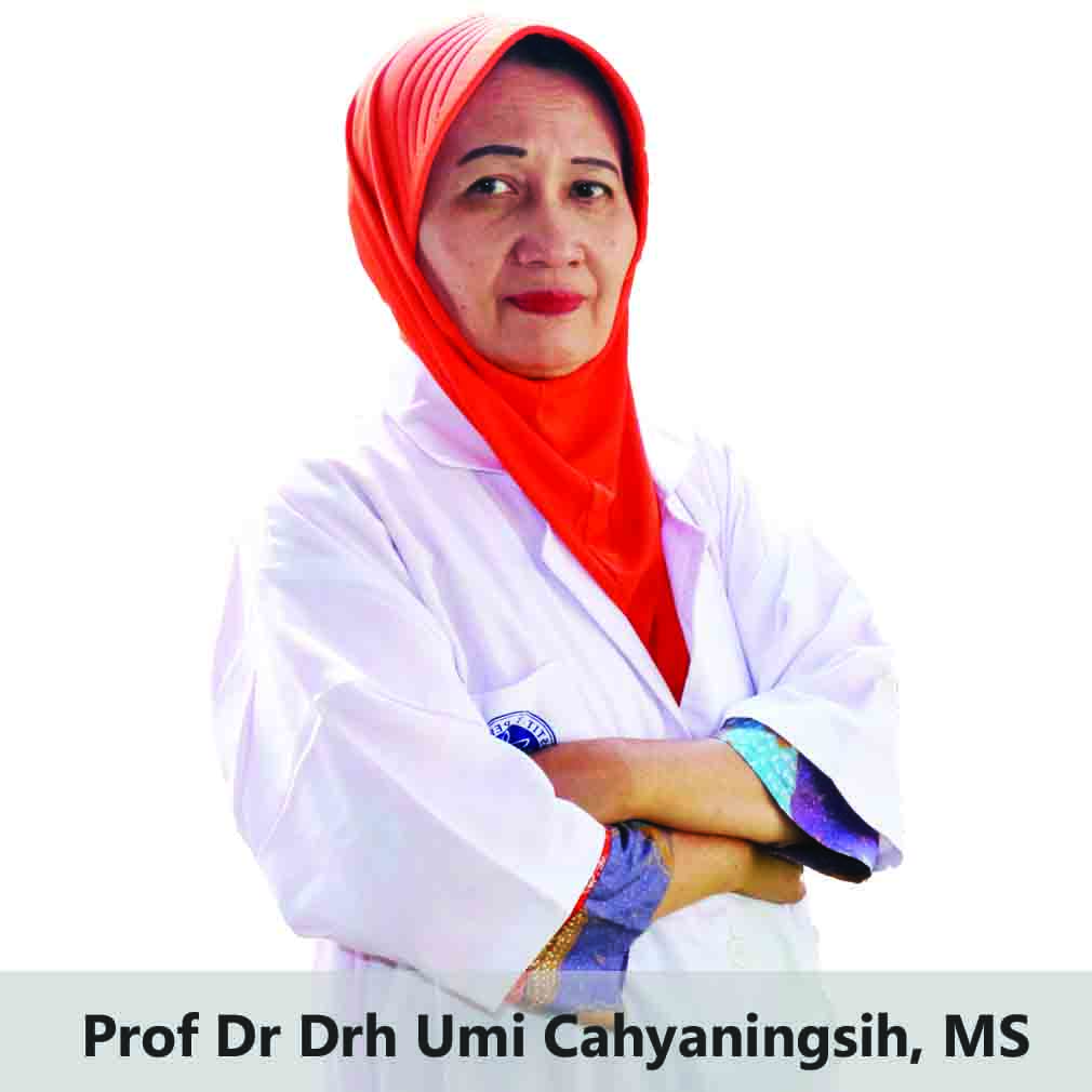 Cermati Siklus Hidup Eimeria untuk Cegah Koksidia 4 Agriunggas Koksidia 3