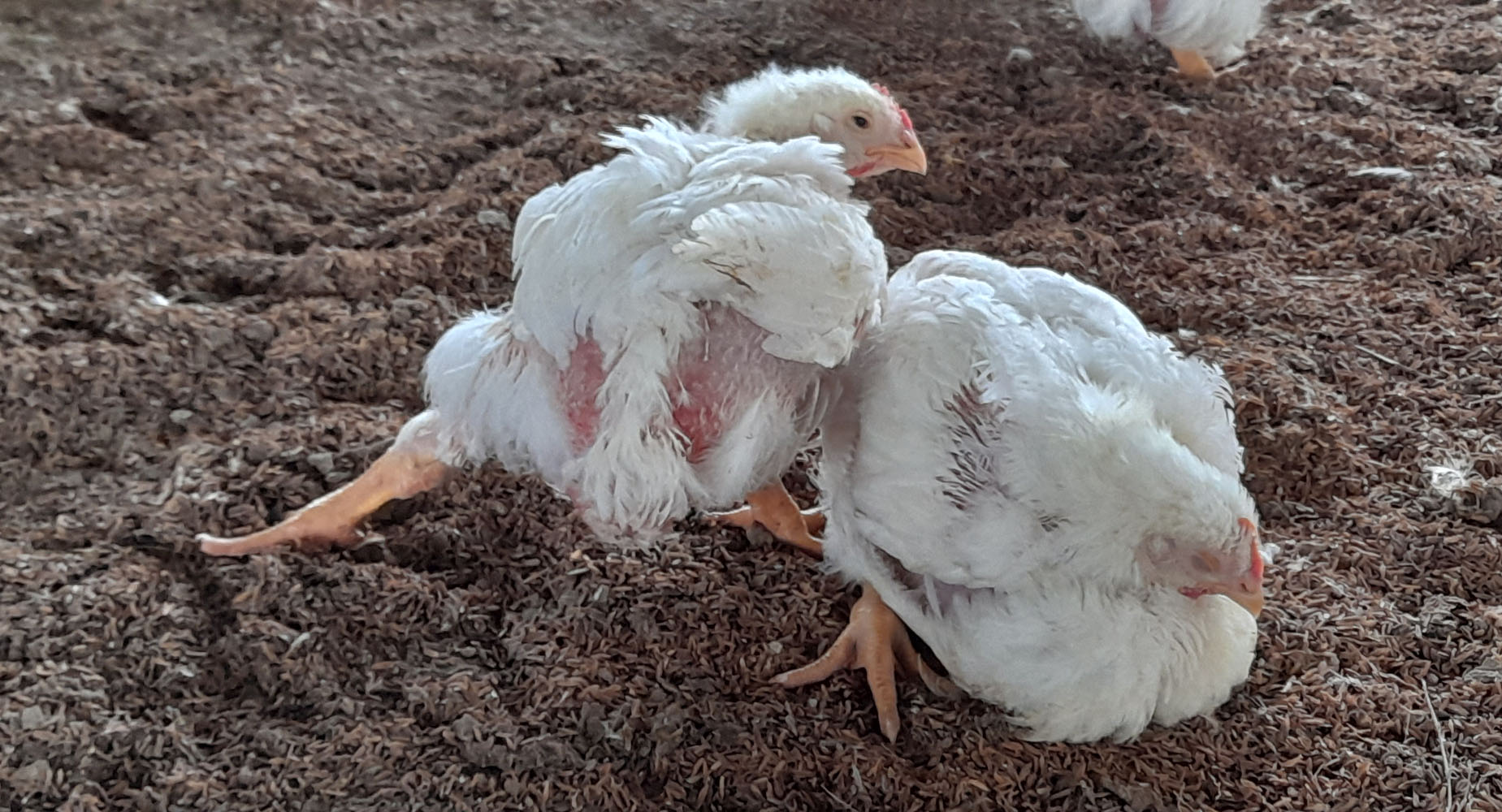 Kelumpuhan di Balik Pertumbuhan Cepat Broiler