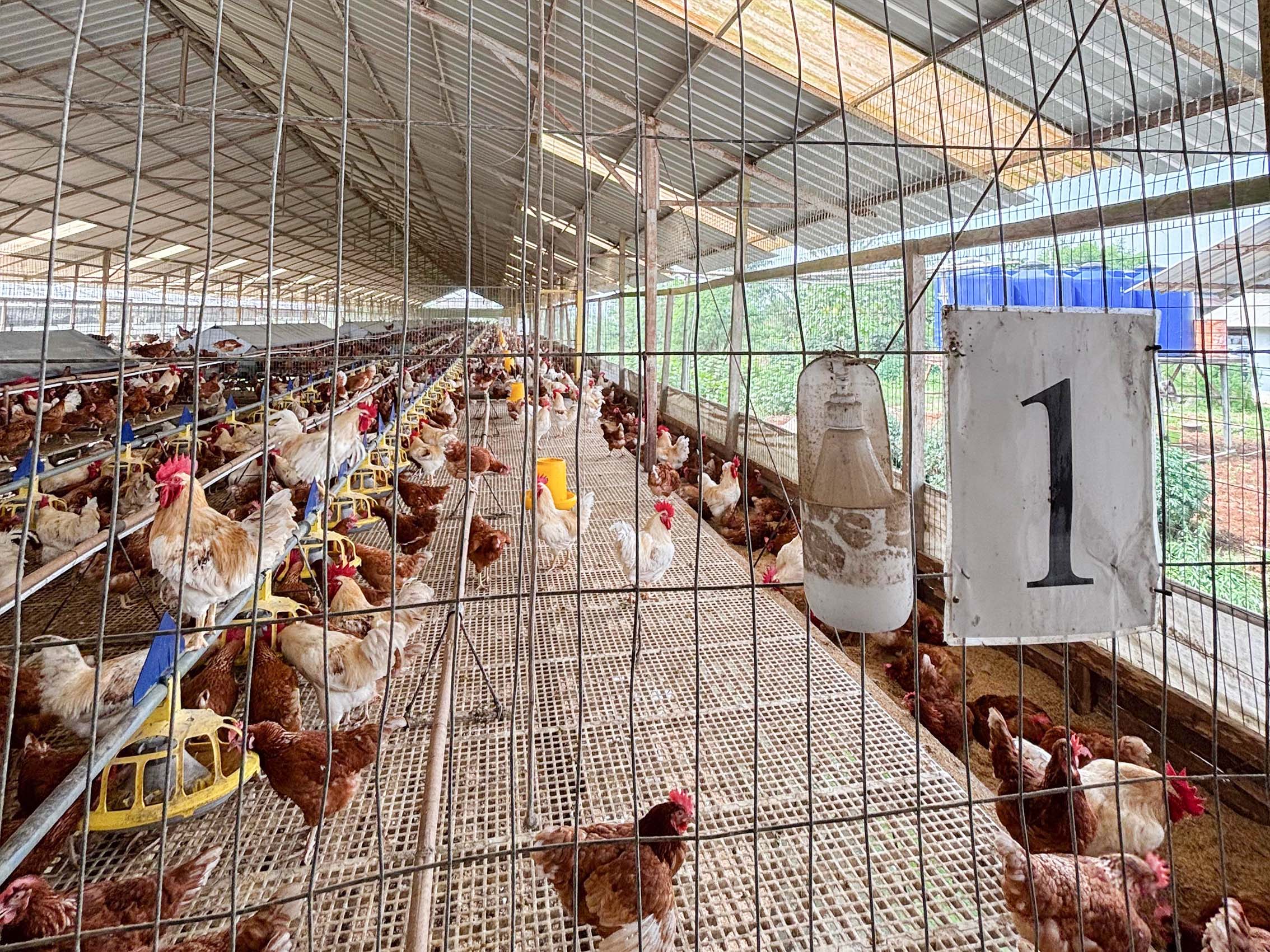 Melirik Beternak Layer Cage-Free 4 TROBUT 2