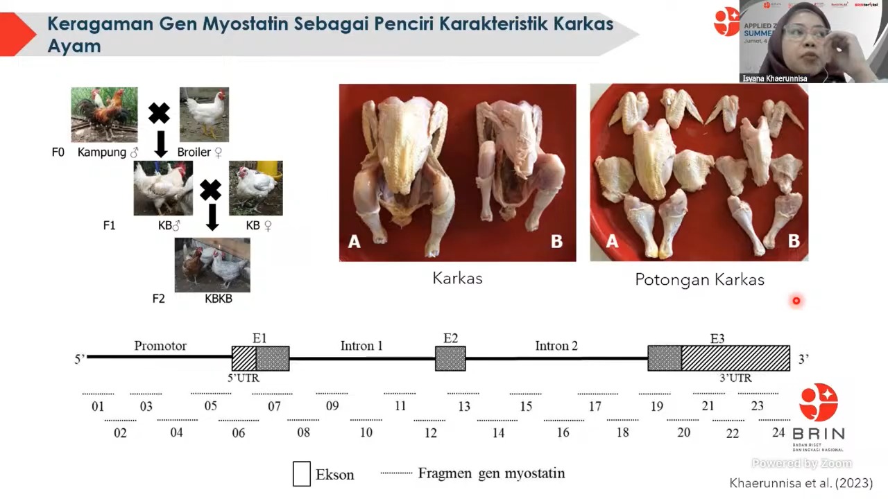 Peran Myostatin dalam Pertumbuhan Otot Ayam Lokal