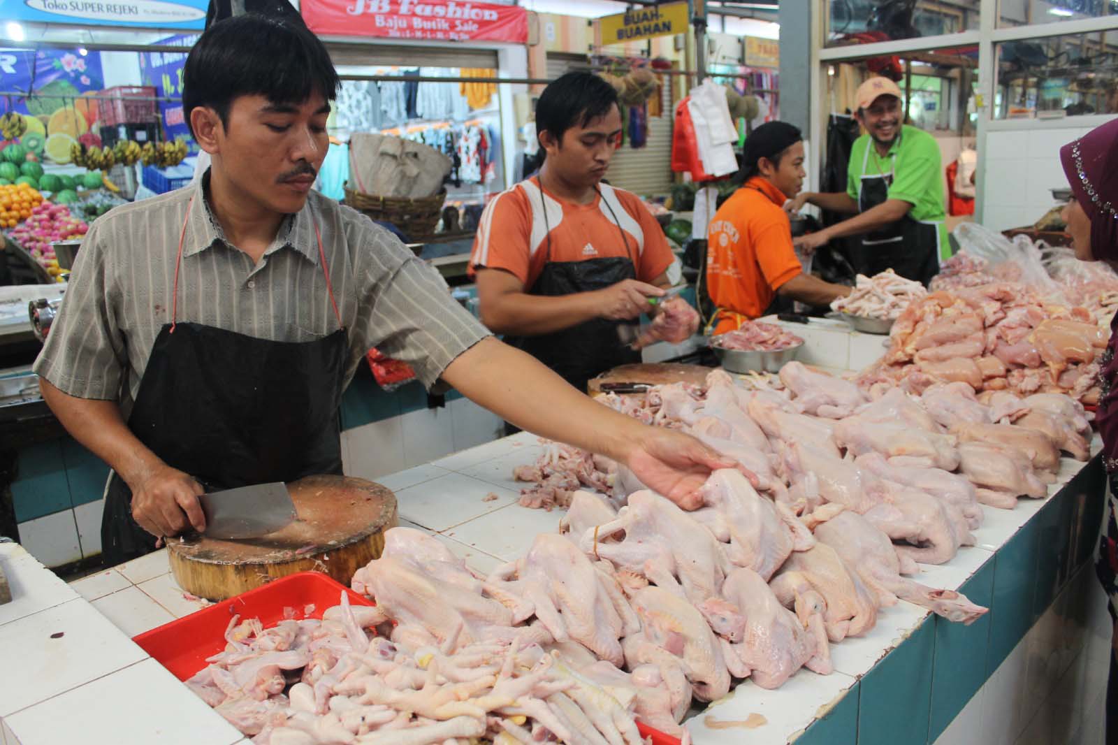 Realita Peternak Broiler Skala Rakyat: Murah di Pasar, Pahit di Kandang