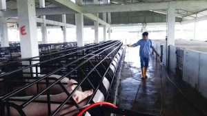 Kementan Terbitkan SE, Waspada Lonjakan ASF di Asia Pasifik