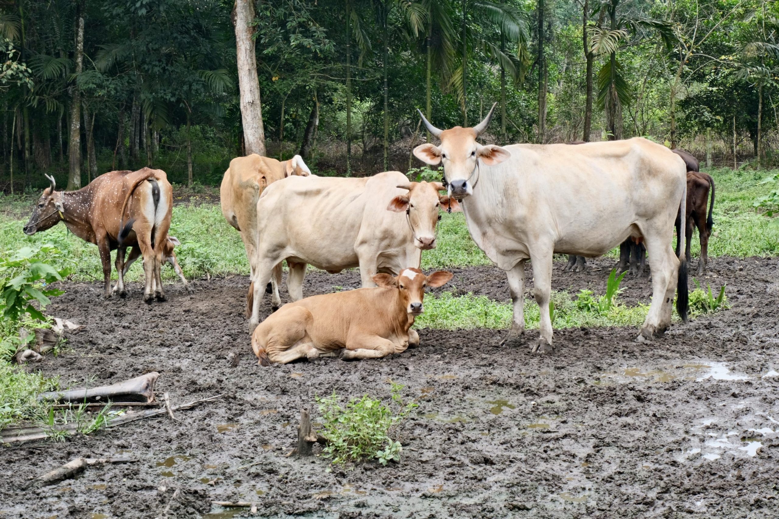 Kementan, FAO & Australia Sinergi dalam Pemberantasan PMK 5 cdfe7c33 8489 4469 80c6 ddbb0be88cb1 scaled