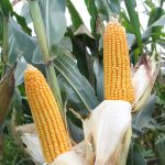 Penyaluran SPHP Jagung Segera Digulirkan