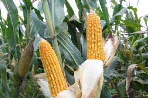 Penyaluran SPHP Jagung Segera Digulirkan