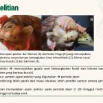 Bakteri Snot pada Ayam Tunjukkan Resistensi Antibiotik