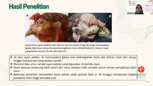 Bakteri Snot pada Ayam Tunjukkan Resistensi Antibiotik