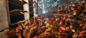 Regulasi Praktik Budidaya Unggas Berkaidah Kesrawan Segera Disahkan   