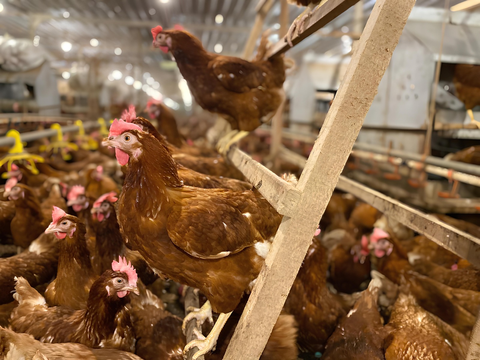 Regulasi Praktik Budidaya Unggas Berkaidah Kesrawan Segera Disahkan 4 WhatsApp Image 2025 10 16 at 12.35.44