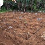 Pengembangan Budidaya HPT Ramah Lingkungan