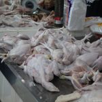 Stok Ayam Dipastikan Aman Hingga 2026