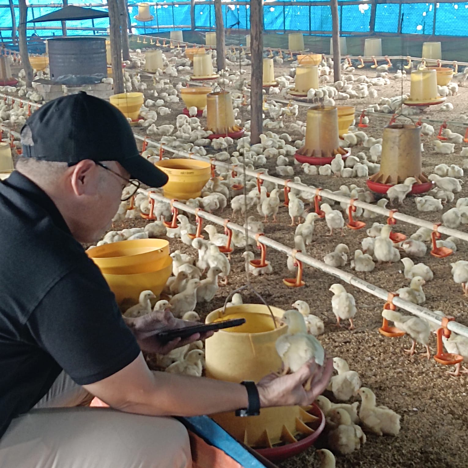 Desakan Permindo: Tegakkan UU dan Tata Ulang Distribusi Bisnis Broiler