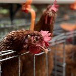 Pemerintah Siapkan Investasi Besar Bangun Ekosistem Perunggasan