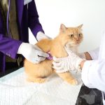 Klinik Hewan Undip Resmi Beroperasi   