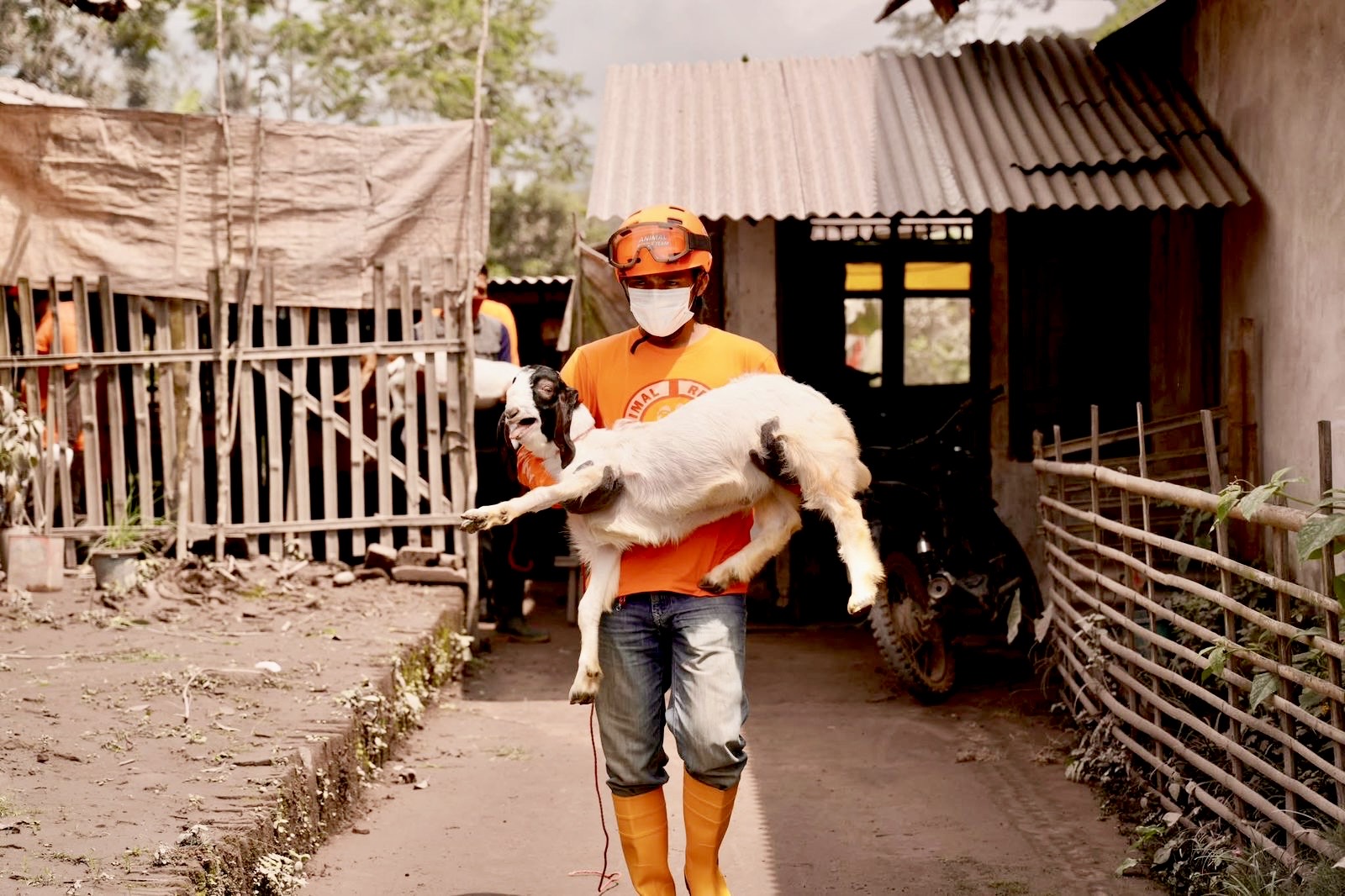 Respons Cepat Pemerintah untuk Peternak Semeru