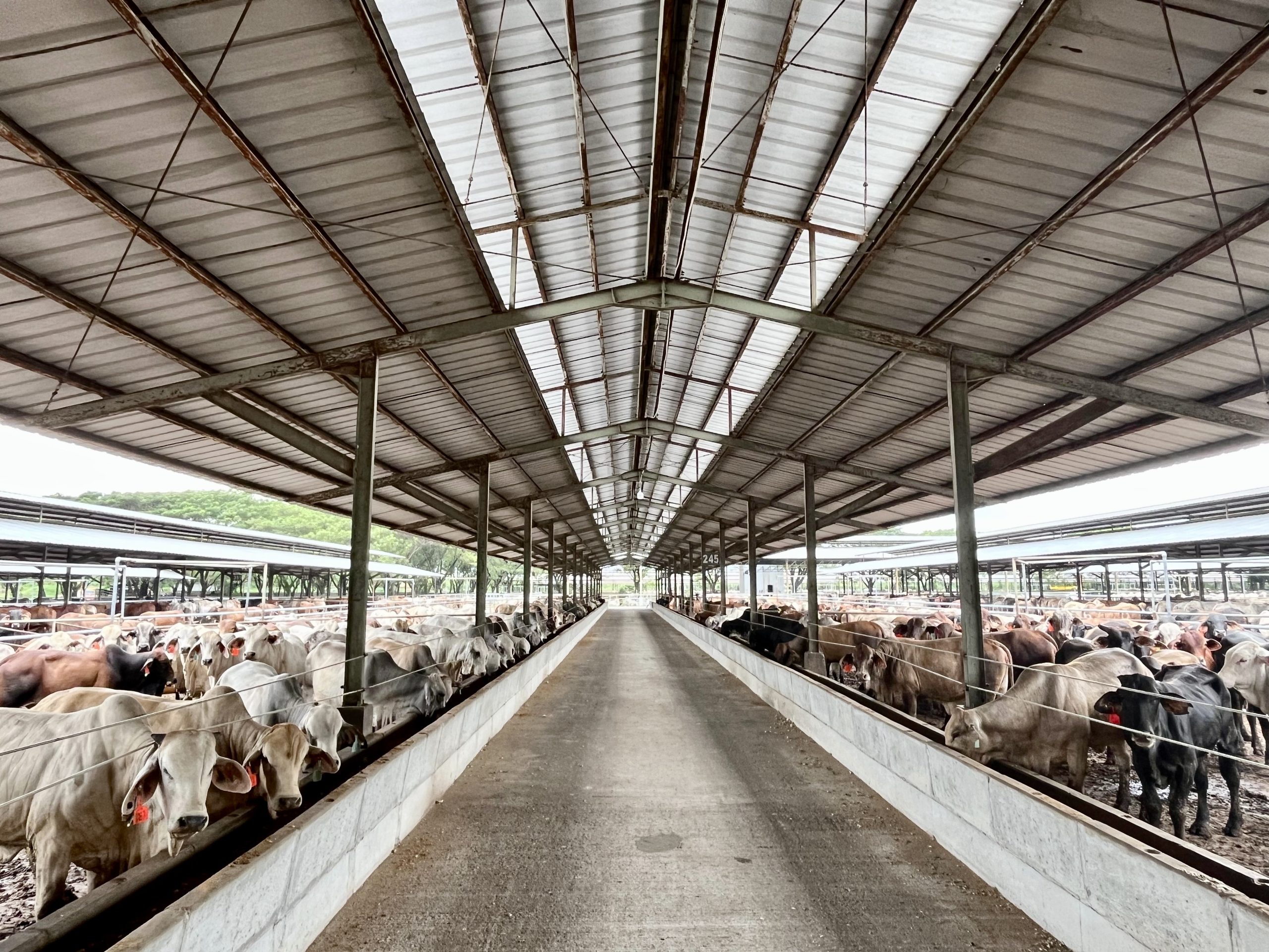 Harga Sapi Stabil Jelang Nataru 4 600033a1 11c9 4276 be5d 71fa8c137870 scaled