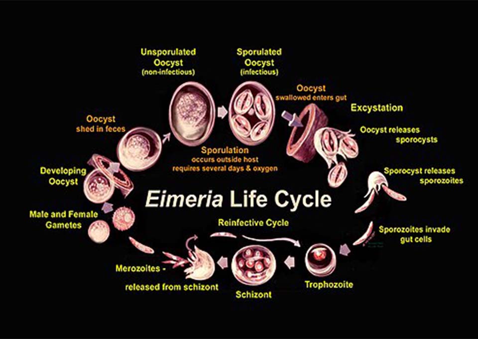 Observe the Life Cycle of Eimeria to Prevent Coccidiosis
