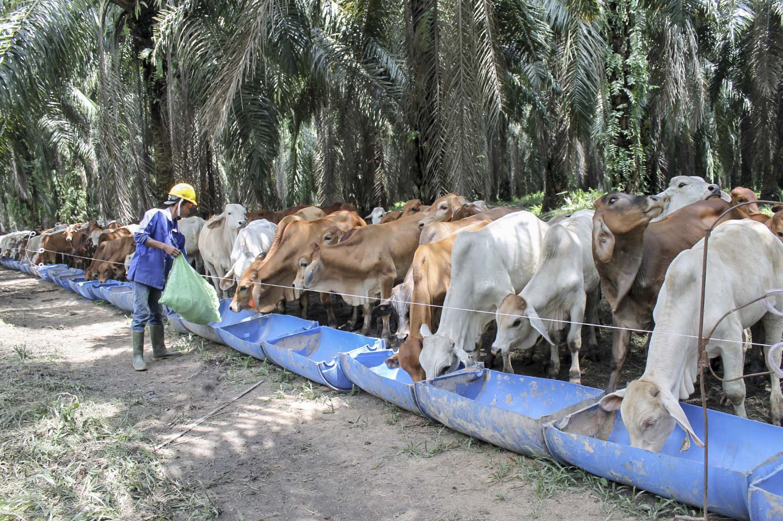Siska untuk Ketahanan Energi & Pangan