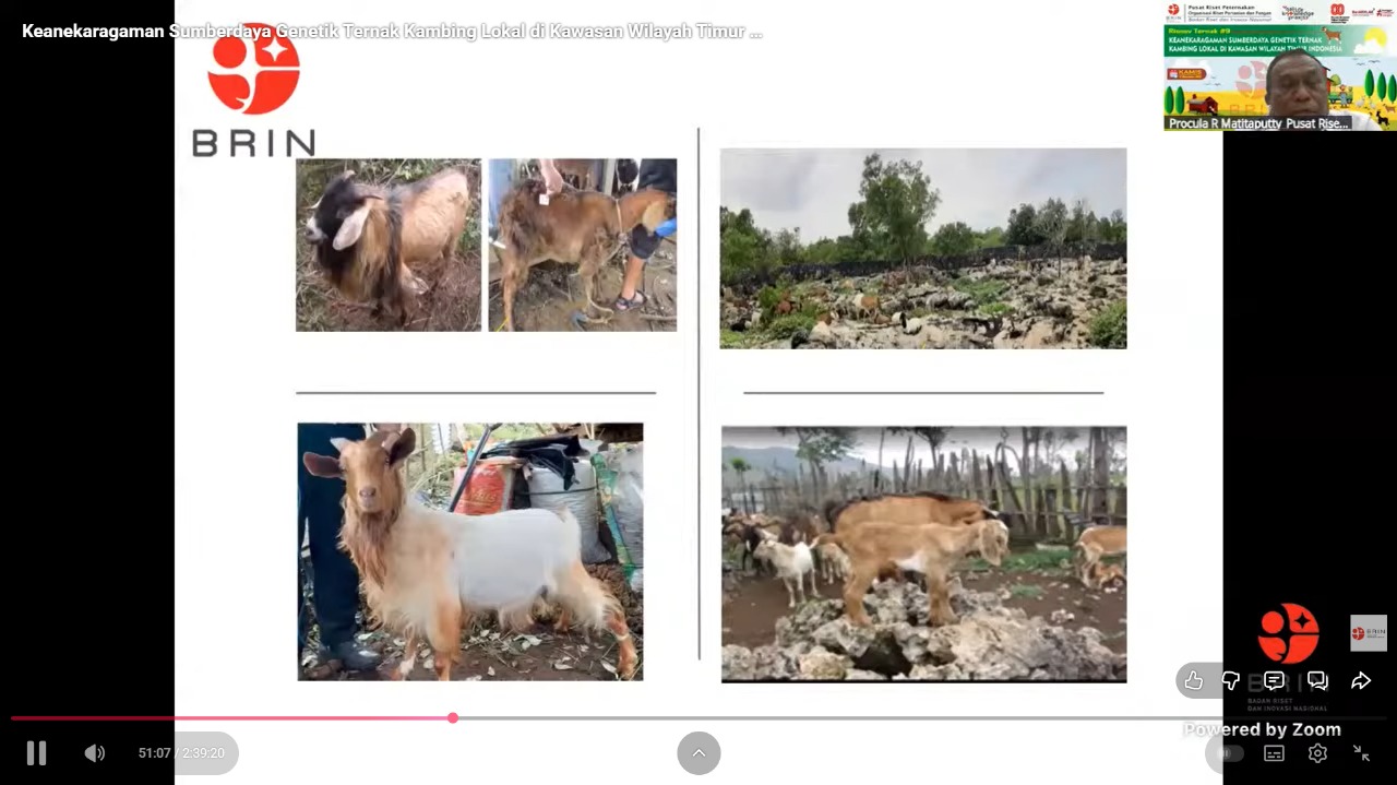 Kambing Lokal Timur Tunjukkan Potensi Genetik