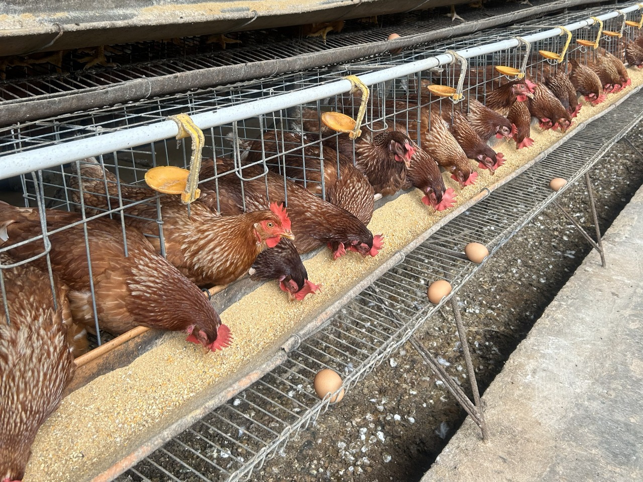 Stabilisasi Jagung Redam Kenaikan Harga Pakan