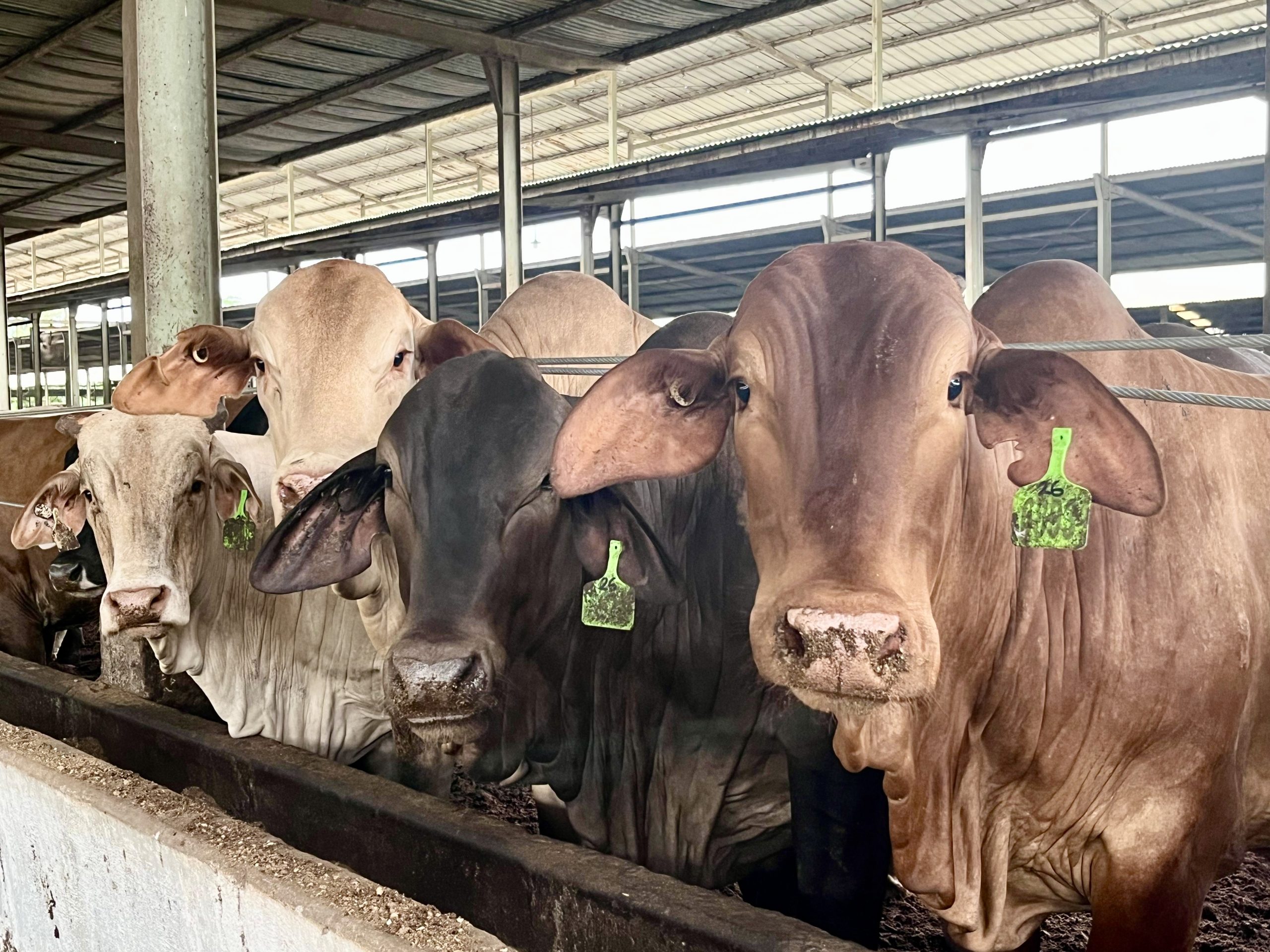 Harga Sapi Stabil Jelang Nataru