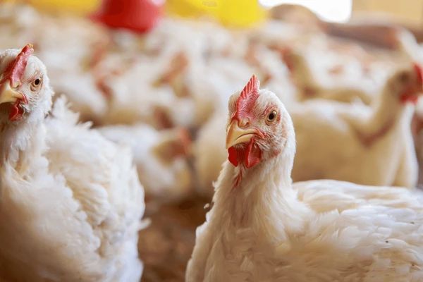 Kementan Imbau Pelaku Usaha Ayam Ras untuk Stabilkan Harga   