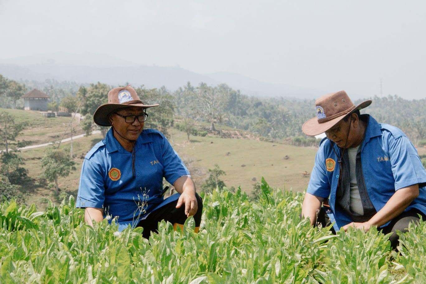 Pengembangan Chicory untuk Pakan Ternak