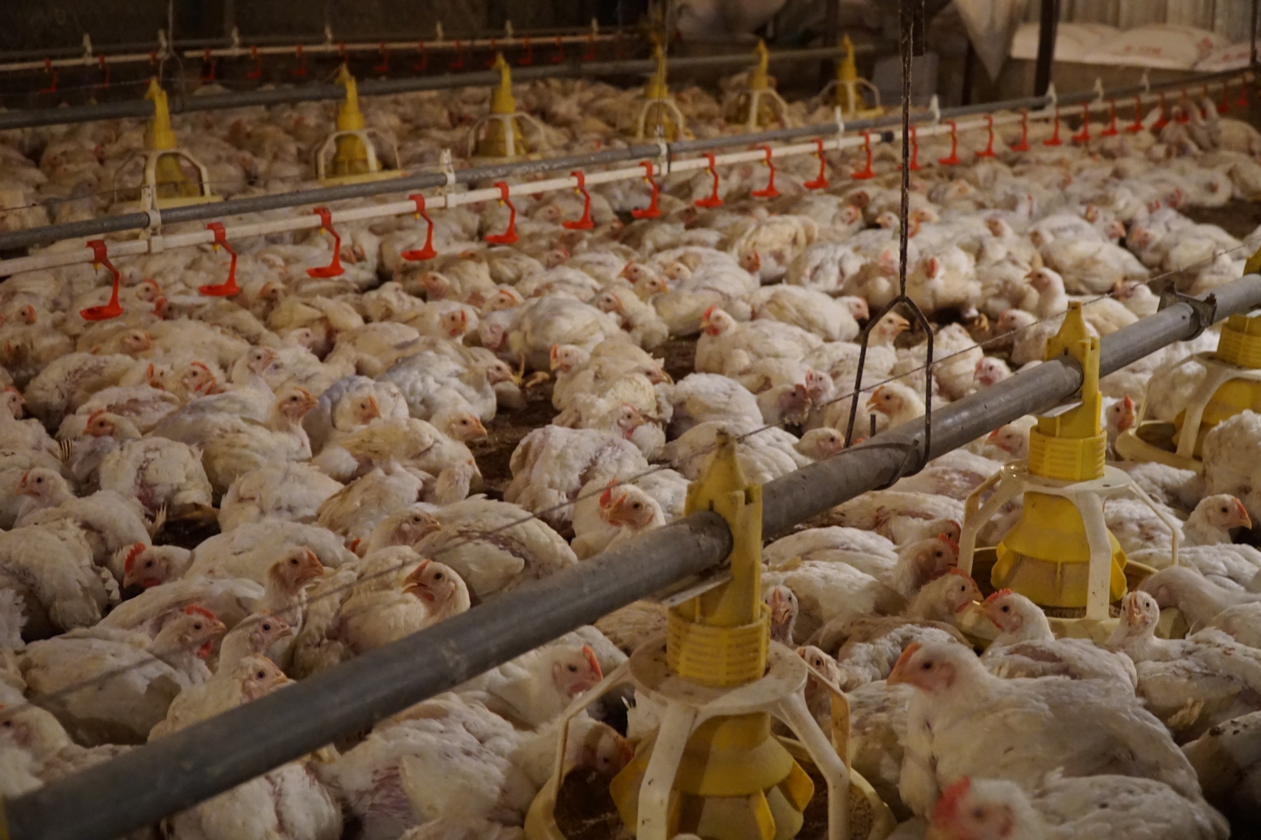 PERMINDO Desak Stabilitas Harga Ayam 4 0a3d00e1 88aa 4491 b939 a6109bb84454