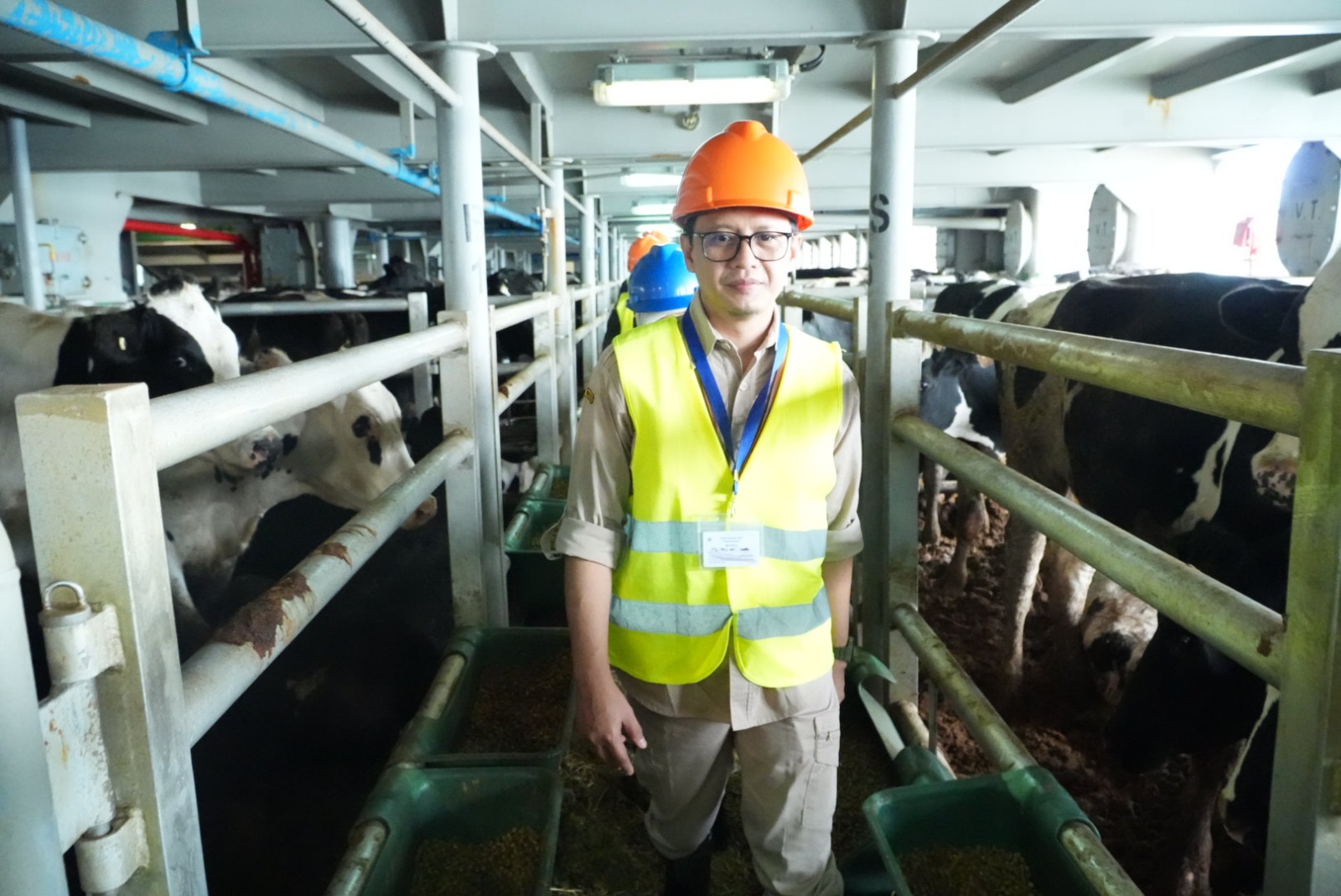 Ribuan Sapi Perah Tiba di Cilacap