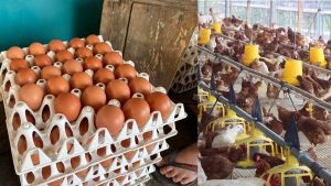 AFFA Undang Juranalis Diskusi Soal Layer Cage-Free