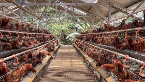 Harga Ayam Bergejolak, Pemerintah Dorong Penguatan Peran Asosiasi