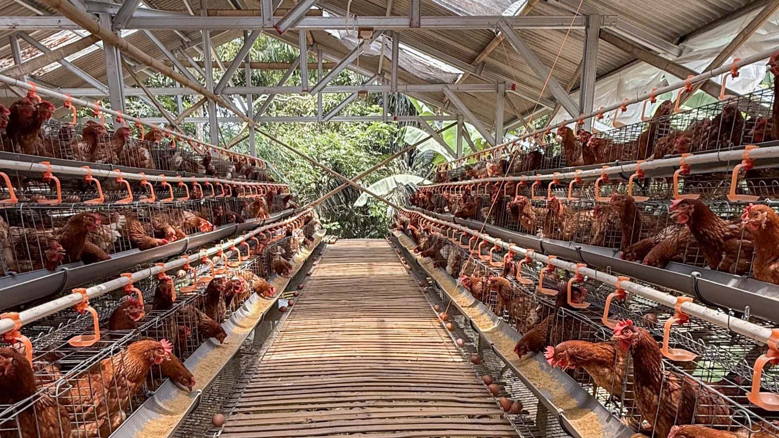 Harga Ayam Bergejolak, Pemerintah Dorong Penguatan Peran Asosiasi