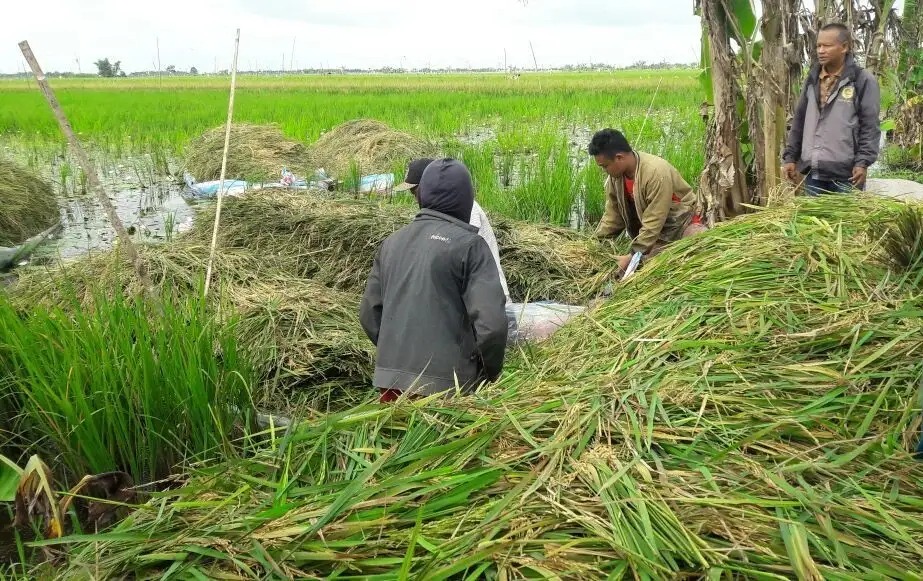 Bioindustri Itik Dongkrak Lahan Rawa Lebak