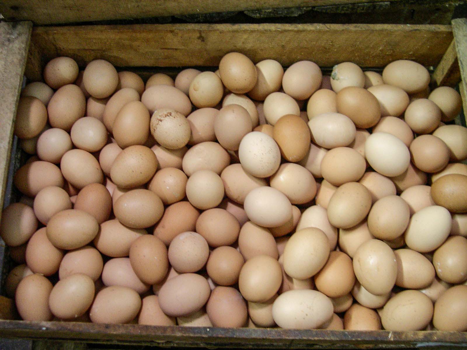Harga Telur Anjlok, Peternak Layer “Geruduk” Gedung DPRD Jatim 4 WhatsApp Image 2026 07 02 at 08.18.20