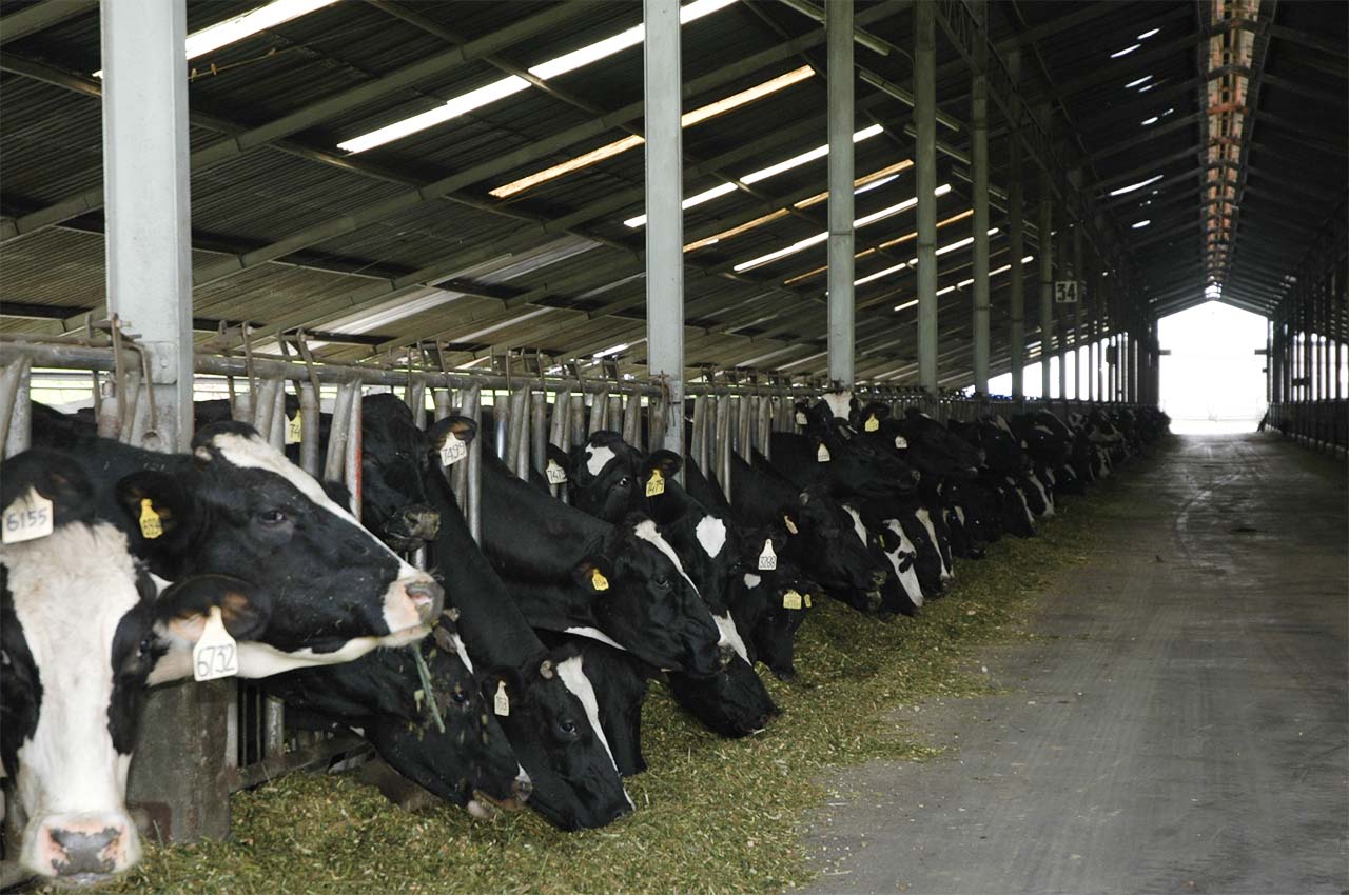 Genjot Produksi Susu, Indonesia Siapkan Mega Farm Sapi Perah 4 WhatsApp Image 2026 07 08 at 15.45.03