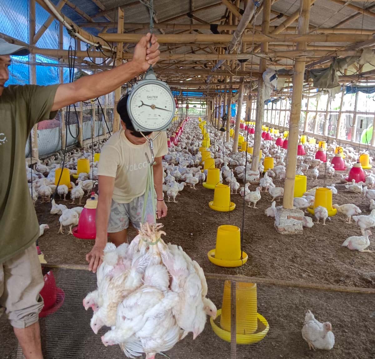 Harga LB Membaik, Harga DOC Merangkak Naik