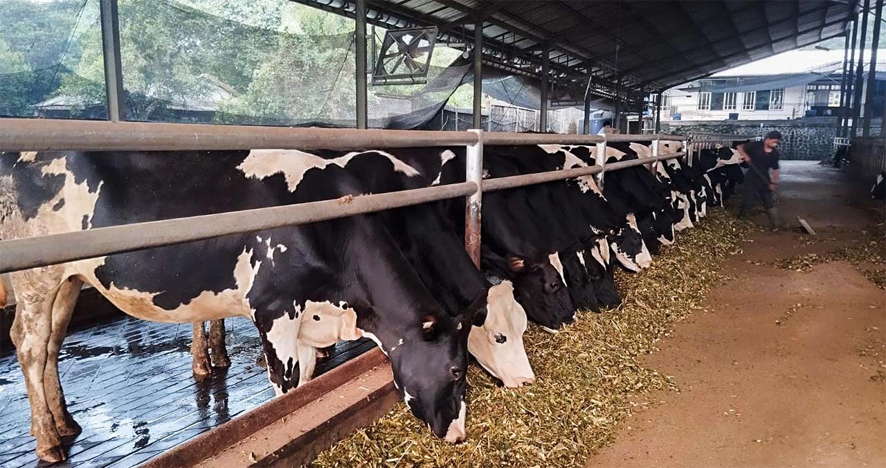 PT SCA (Cimory Group) Dukung Ketahanan Pangan Nasional melalui Panen Raya Jagung di Cianjur 5 WhatsApp Image 2026 07 16 at 10.15.30