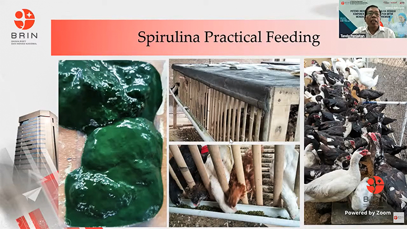 Spirulina Pakan Berbasis Mikroalga