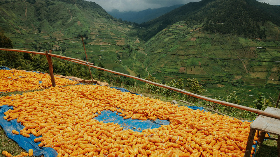 Peternak Usul Distribusi Jagung SPHP Diperpanjang 4 WhatsApp Image 2026 08 14 at 14.07.43