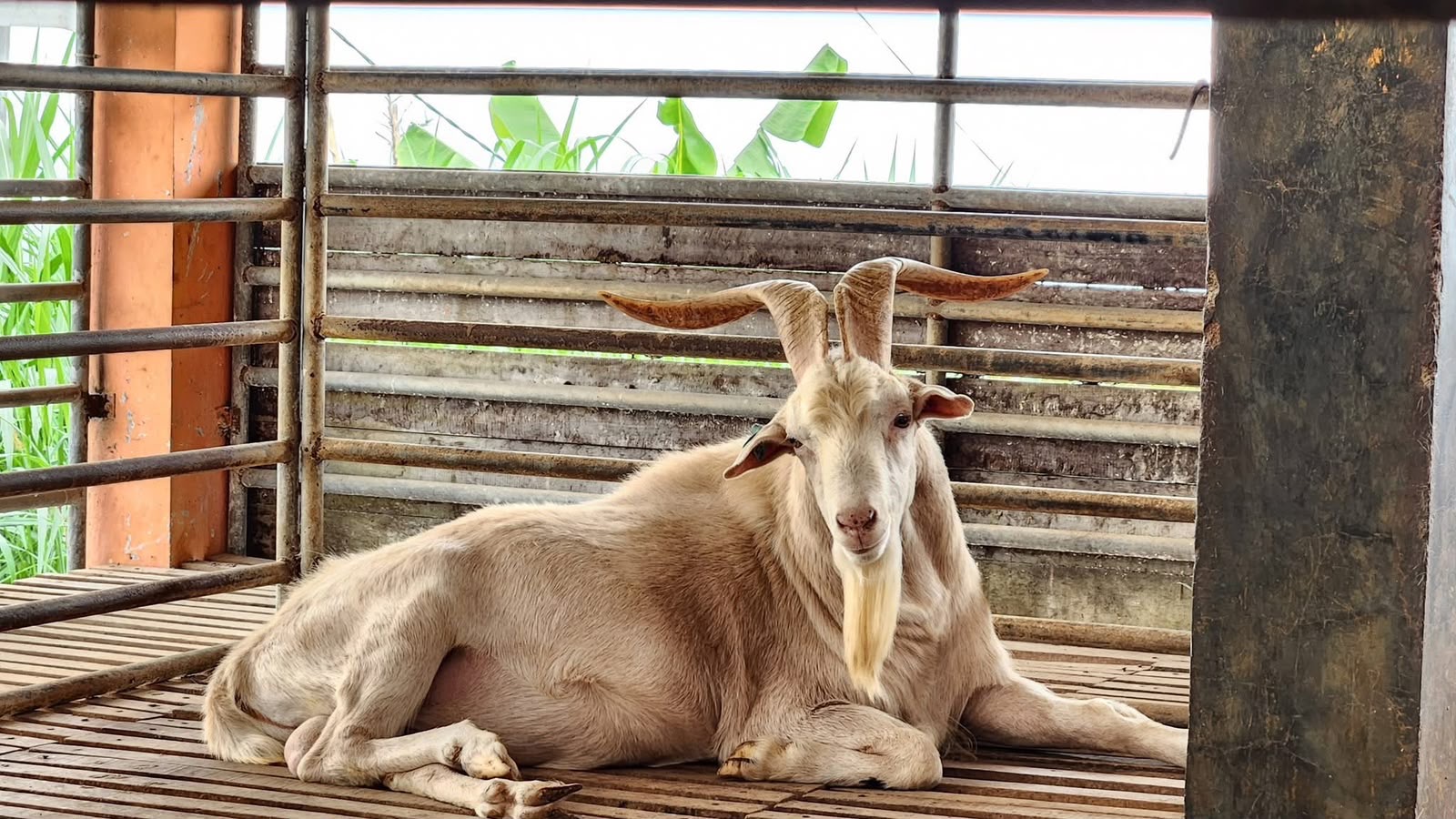 Ratusan Bibit Kambing Saanen Siap Disalurkan Ke Peternak 4 f072d33d 09c6 484d af97 d2c32c8f1b23