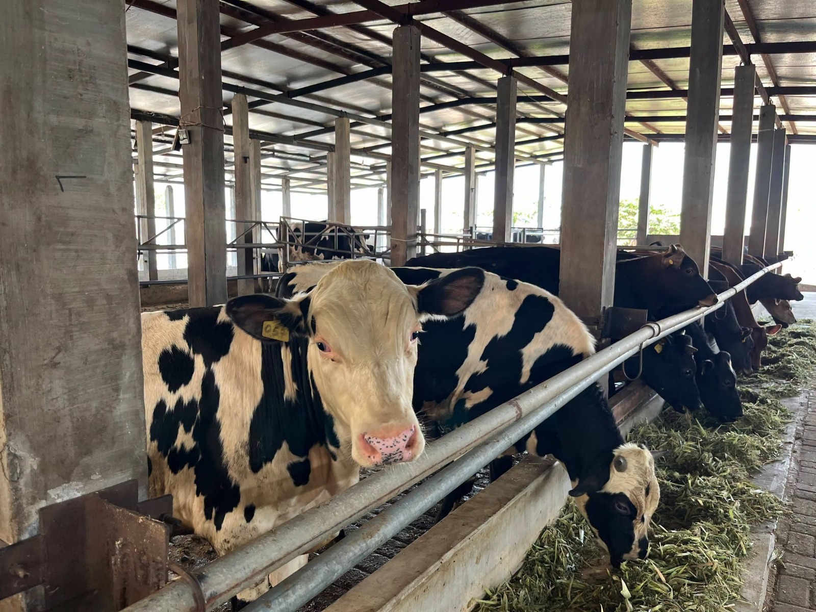Pengembangan Sapi Dataran Rendah, Sapi Perah Grati 4 WhatsApp Image 2026 09 30 at 11.27.17